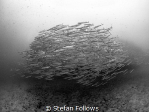 All for one ... Chevron Barracuda - Sphyraena qenie. Sail... by Stefan Follows 